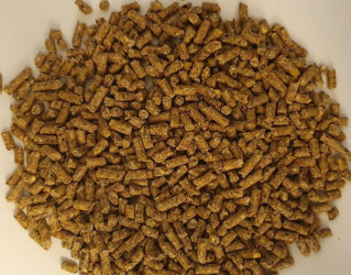 Indyk Gold 2