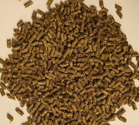 Królik Gold Extra